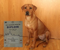 2. místo třídy mladých Prague Expo Dog CACIB 15.4.2017